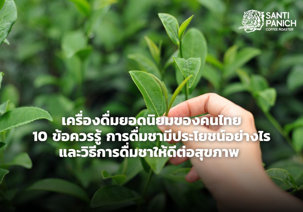 , เครื่องดื่มยอดนิยมของคนไทย 10 ข้อควรรู้ การดื่มชามีประโยชน์อย่างไร และวิธีการดื่มชาให้ดีต่อสุขภาพ