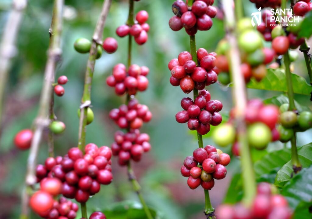 , เคล็ดลับการเลือกชนิดเมล็ดกาแฟให้เหมาะกับเมนูกาแฟแก้วโปรด